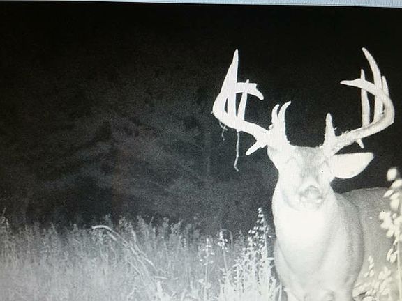 5th image of TBD CHICKADEE Lane