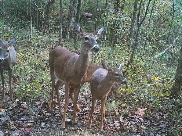 397 Kanasita Dr #1, Pell City, AL 35128