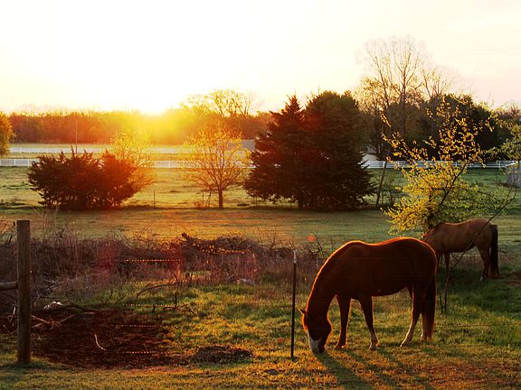 Sunrise over horse pasture