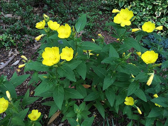 Front yard sun drops