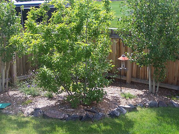Back yard