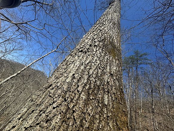 4th image of 97 Curt Conway Rd