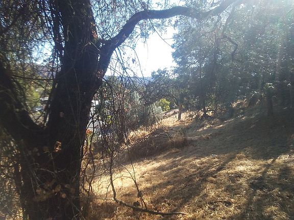 Shade trees