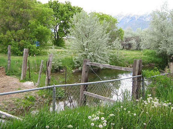 Peaceful view from the backyard!