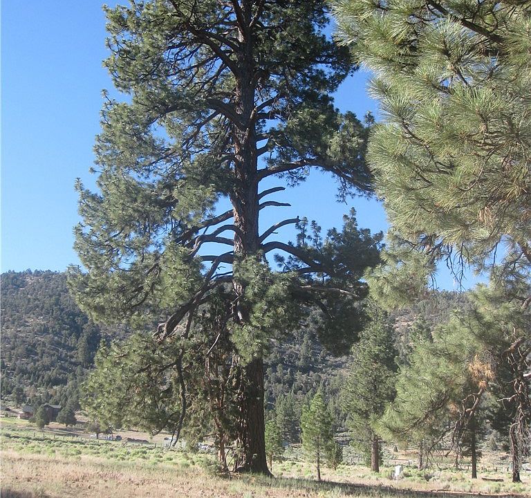1st image of 2824 Erwin Ranch Rd Lot 17