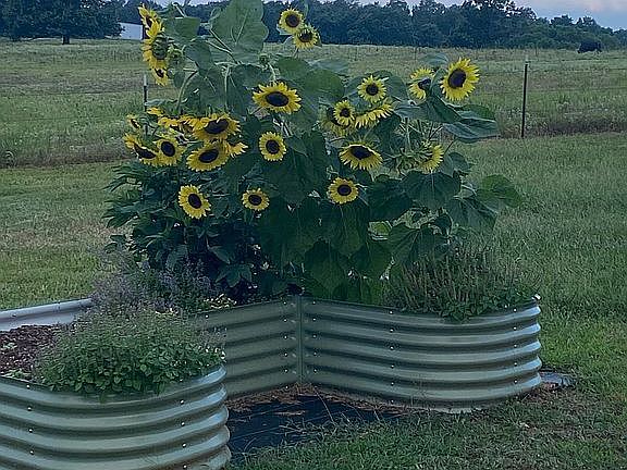 Holy Basil & Sunflowers