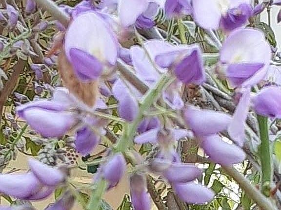 Wisteria climbs patio