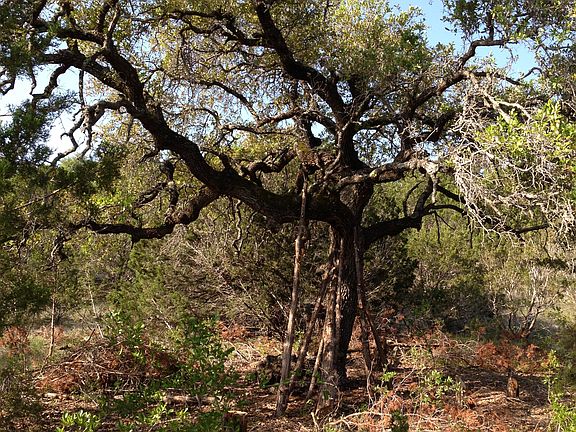 we've cleared around oaks