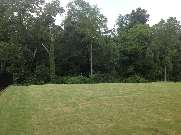 Wooded backyard