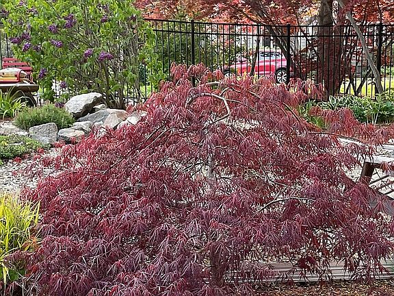 Weeping Japanese Maple 