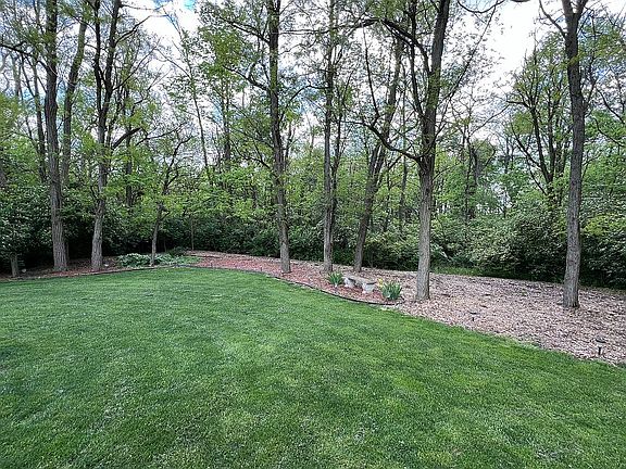 Wooded Back Yard