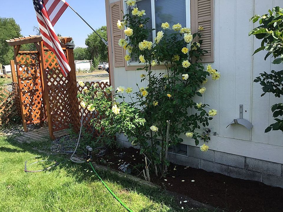 Roses, garden entrance