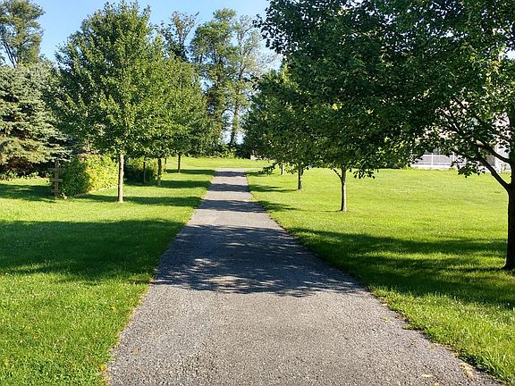 Tree-Lined Drive Way