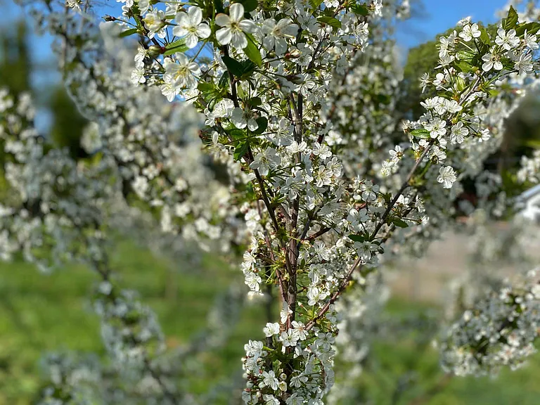 One of the many fruit trees on the property