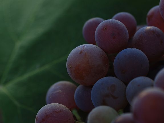 Fruiting Grape Vines (2012)