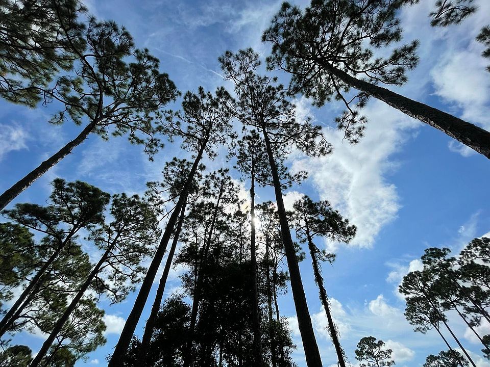 2nd image of Tbd Sugar Pine Drive