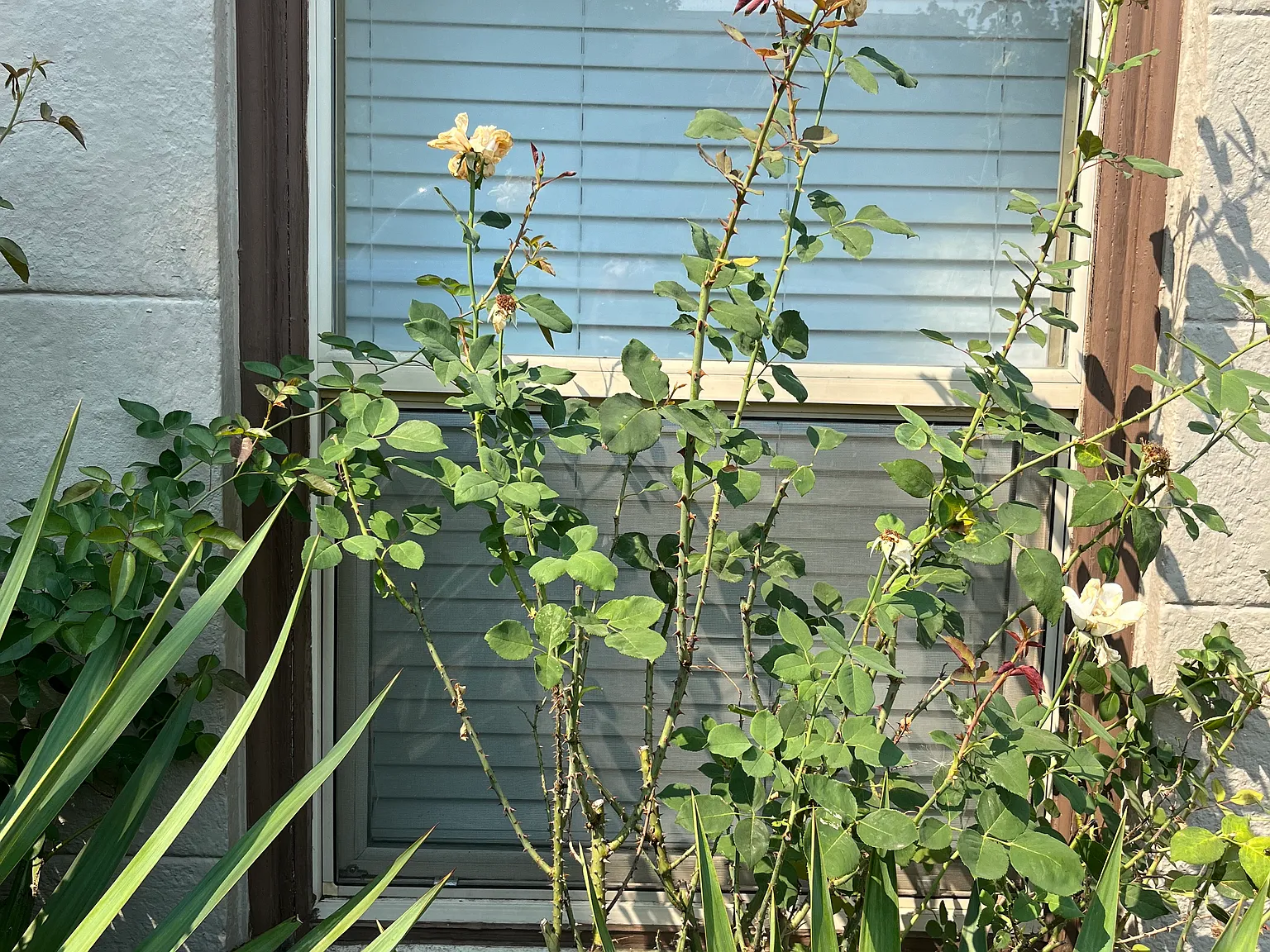 Studio, 511 sqft, $1,000 — Photo 4