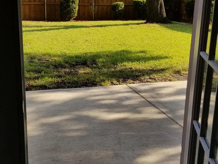 back yard