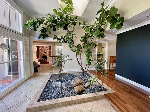 Front entryway atrium view into the kitchen. Fiddle leaf fig tree growing in ground.