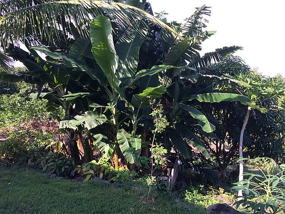 Bananas and cocoa nursery