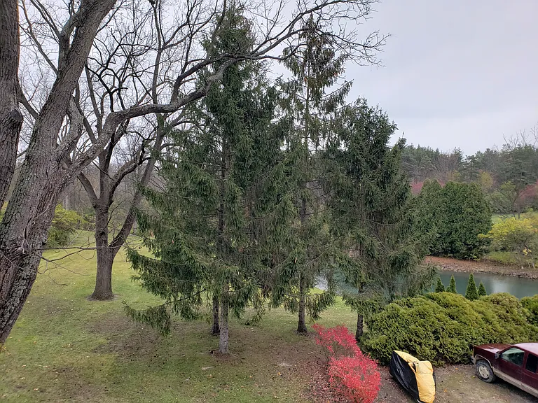 Pond and tree's in back yard