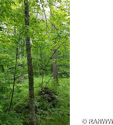 2nd image of Near Deer Lake Road
