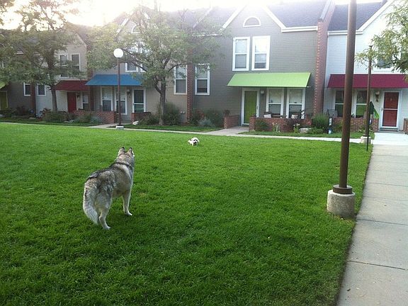 Dog friendly property