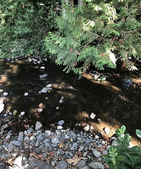 backyard creek