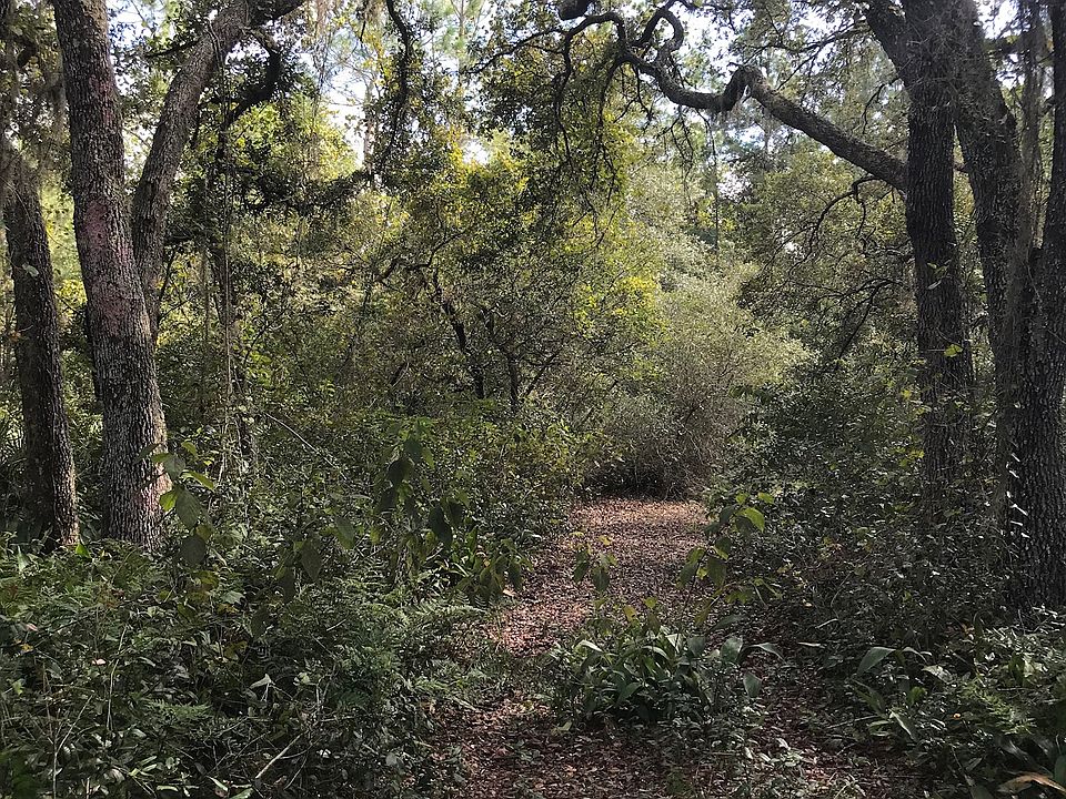 Mature FL scrub oaks. Nature