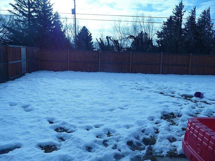 Fully Fenced Backyard