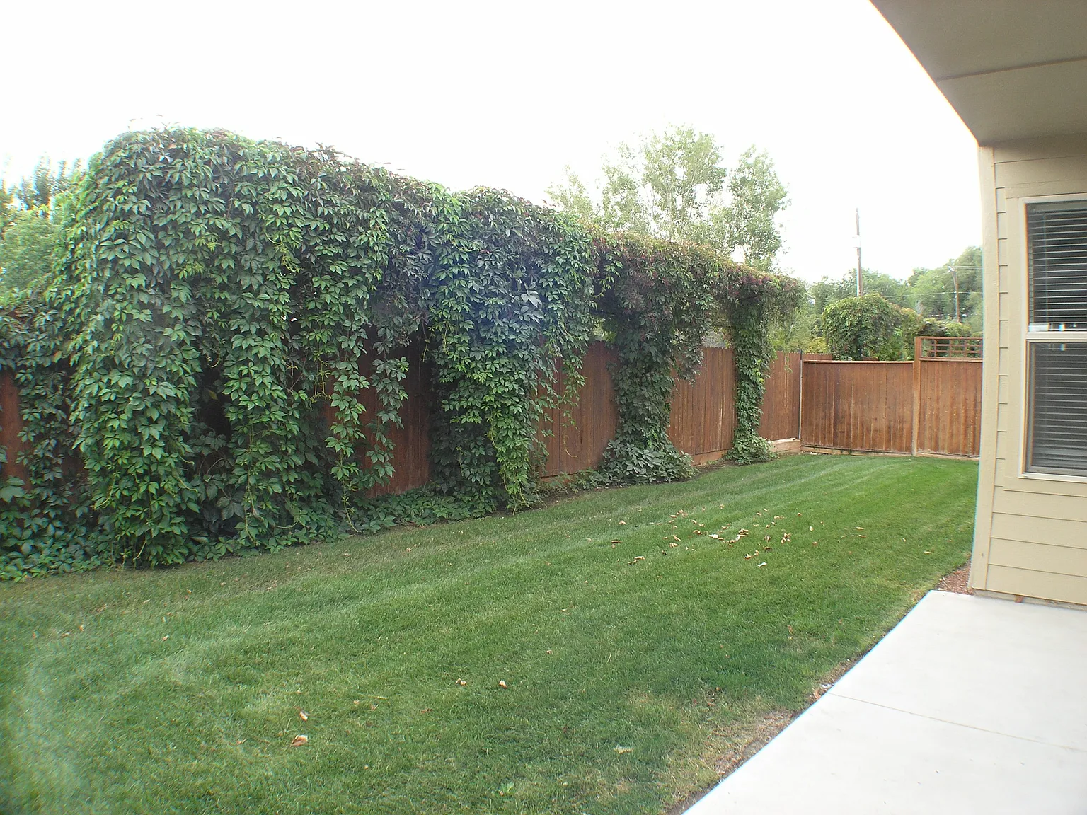3 bed, 1600 sqft, $2,000 — Photo 4