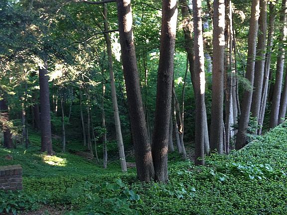 View fr. patio to ravine