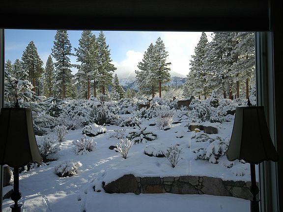 Backyard view w deer