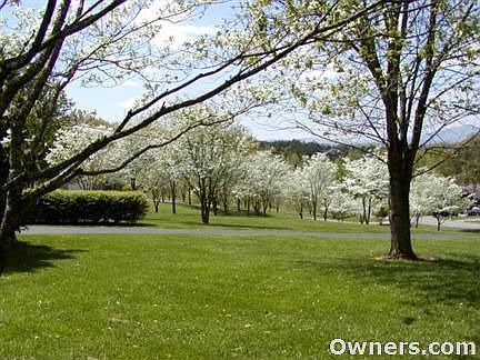 Flowering dogwoods blanket the property!