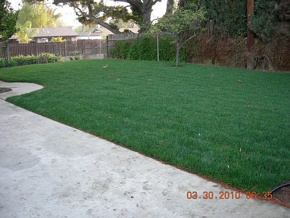 Back yard