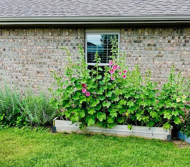 Raised Beds in Backyard