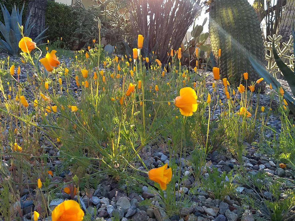 Welcome to the Cactus Garden!