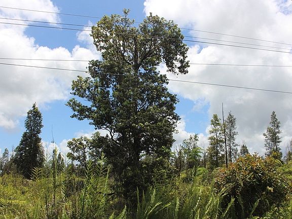 2nd image of Plumeria St Lot 6468