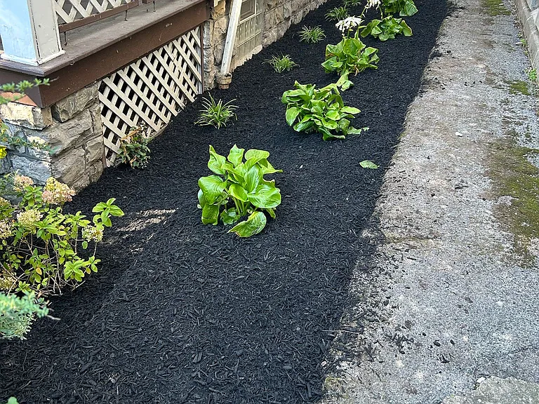 The pathway adjacent to 45 Luzerne. A French Drain was installed under these plants to channel water from the gutters away from the building, and to feed this landscaping bed. The plants were chosen for minimal care. Tenant is welcome to contribute.