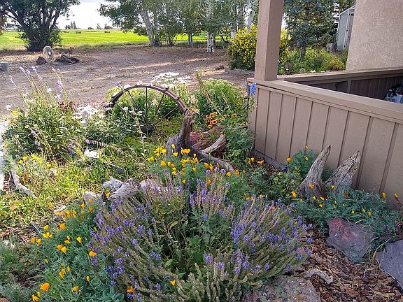 Rear perennial flower bed.
