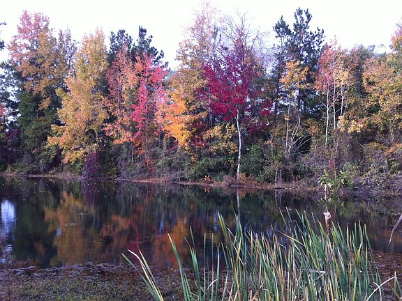 Fall on the pond