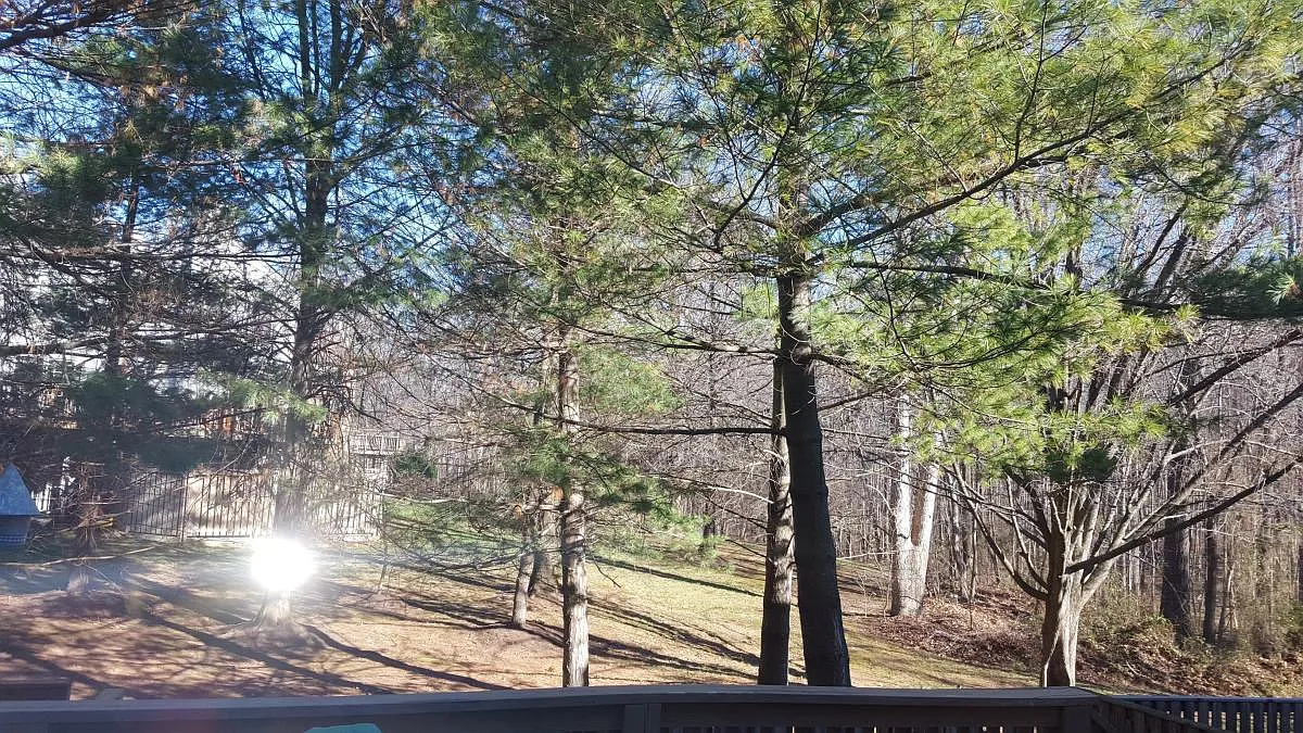 Deck View - 12520 Fanleaf Ct