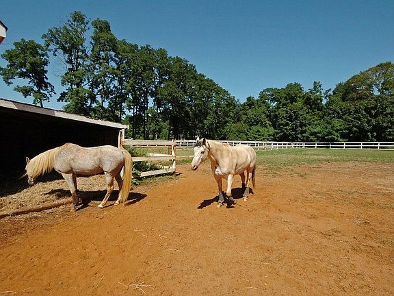 &#34;Champ&#34; and friend