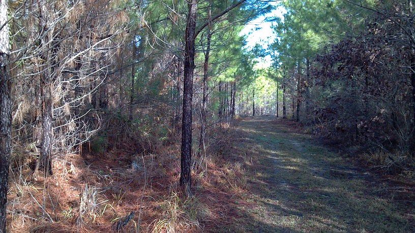 Arkansas Timberland Sale