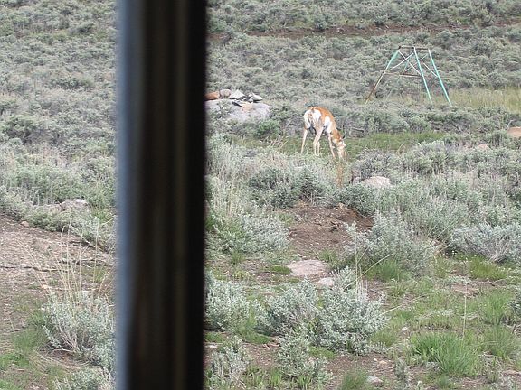 4 legged neighbors
