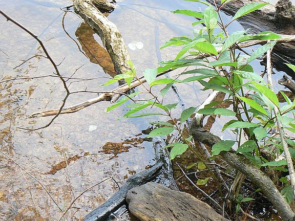 Clear water along shoreline