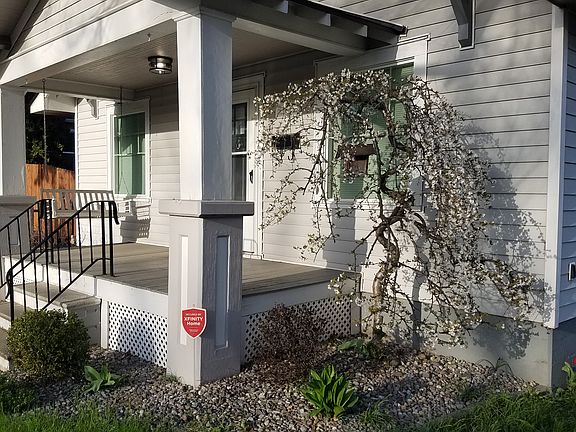 Curly crab apple (no apples)