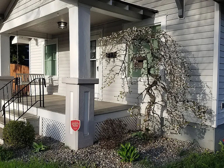 Curly crab apple (no apples)