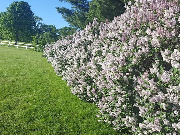 Enjoy Miss Kim Lilacs!