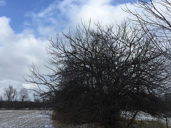 Apple tree in south fence row.
